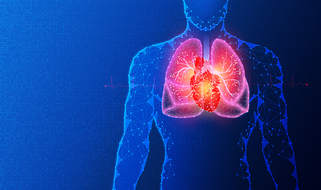 illustration of cardiovascular system within human body